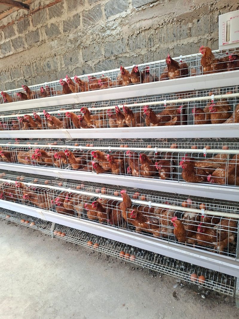 Parent stock in the rearing house